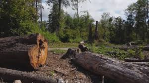 Best Tree Disease Treatment  in Westmont, NJ