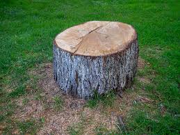 Best Hazardous Tree Removal  in Westmont, NJ