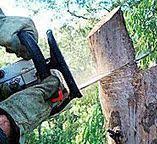 Best Tree Maintenance Programs  in Westmont, NJ
