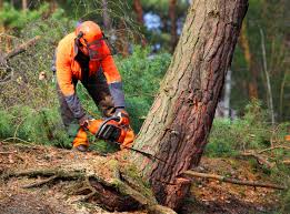 Best Lawn Disease Treatment  in Westmont, NJ