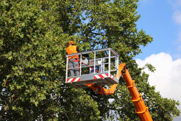 Best Palm Tree Trimming  in Westmont, NJ