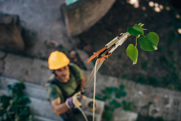 How Our Tree Care Process Works  in  Westmont, NJ