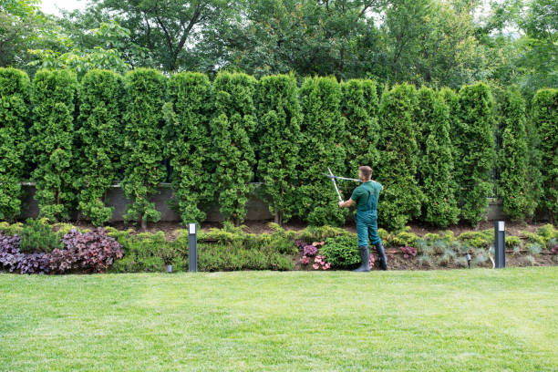  Westmont, NJ Tree Removal Pros