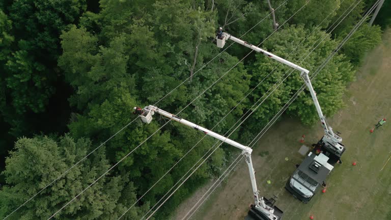 Best Tree Health Inspection  in Westmont, NJ