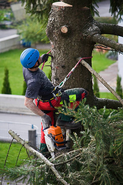 Best Pest Control for Lawns  in Westmont, NJ